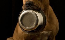Alimentation BARF pour  votre Staffordshire Bull terrier : avantages et inconvénients